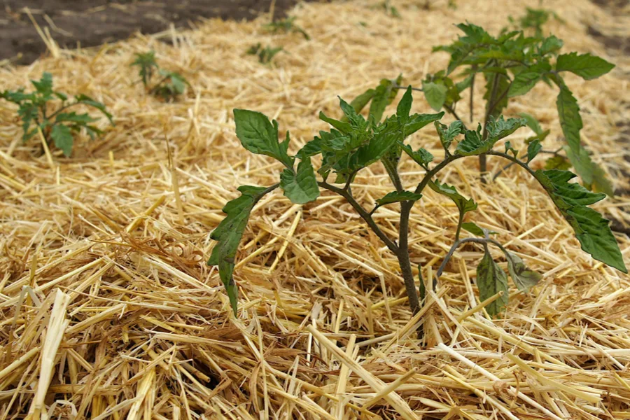 straw mulch