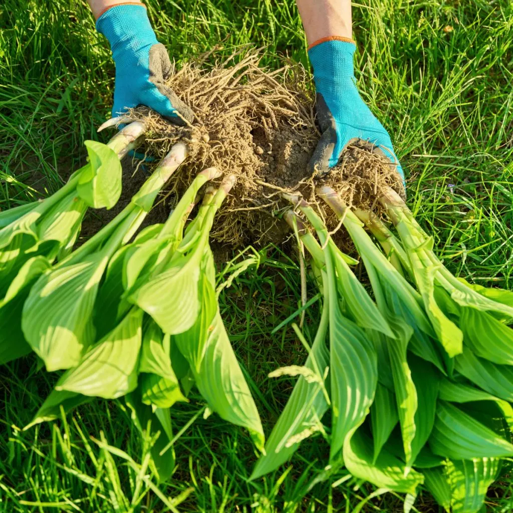 spring hosta divide