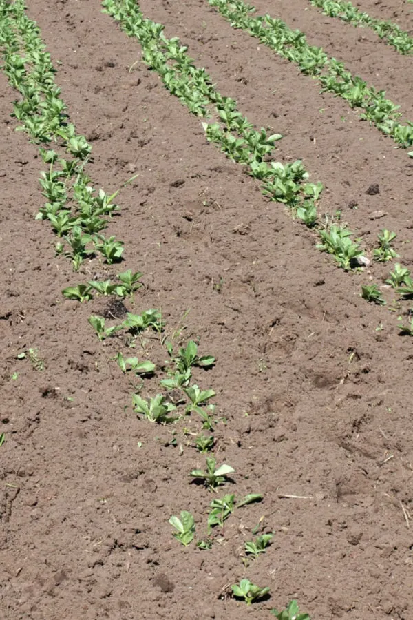 stopping weeds by not rototilling