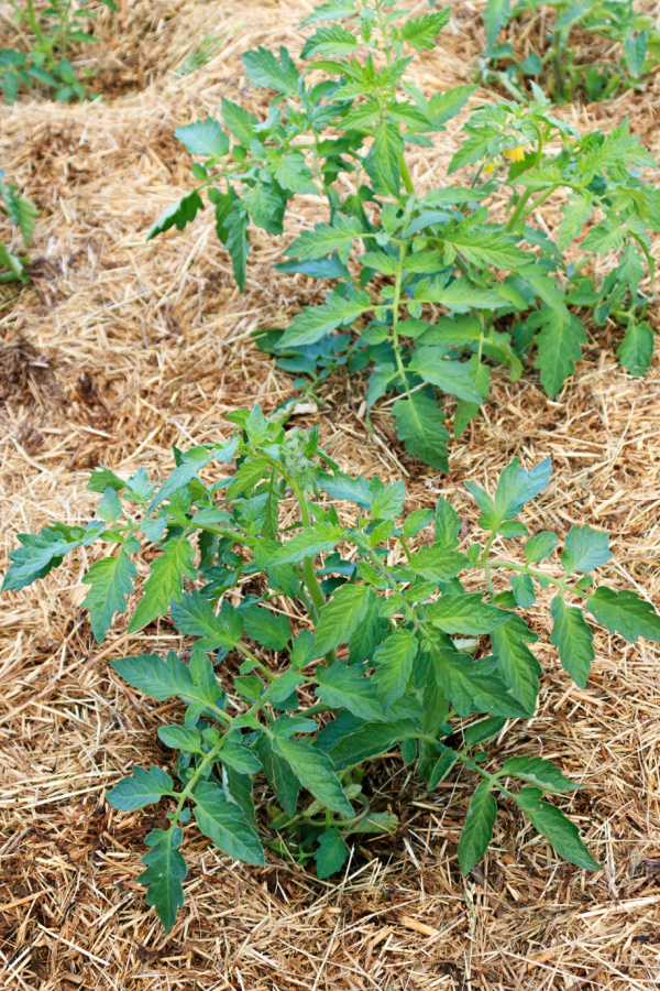 Young tomato plants with straw as mulch