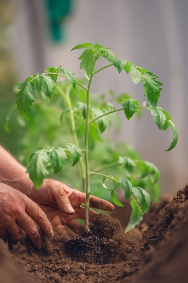 3 Tomato Planting Mistakes To Avoid - Grow Great Tomatoes!