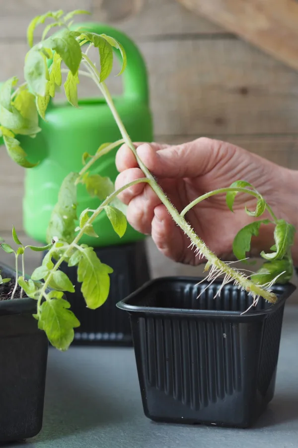 A hand showing all of the roots along a tomato stem. 