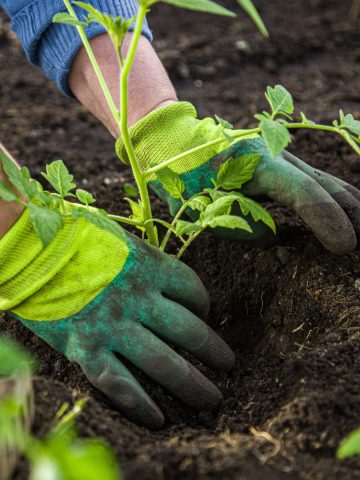 tomato planting mistakes