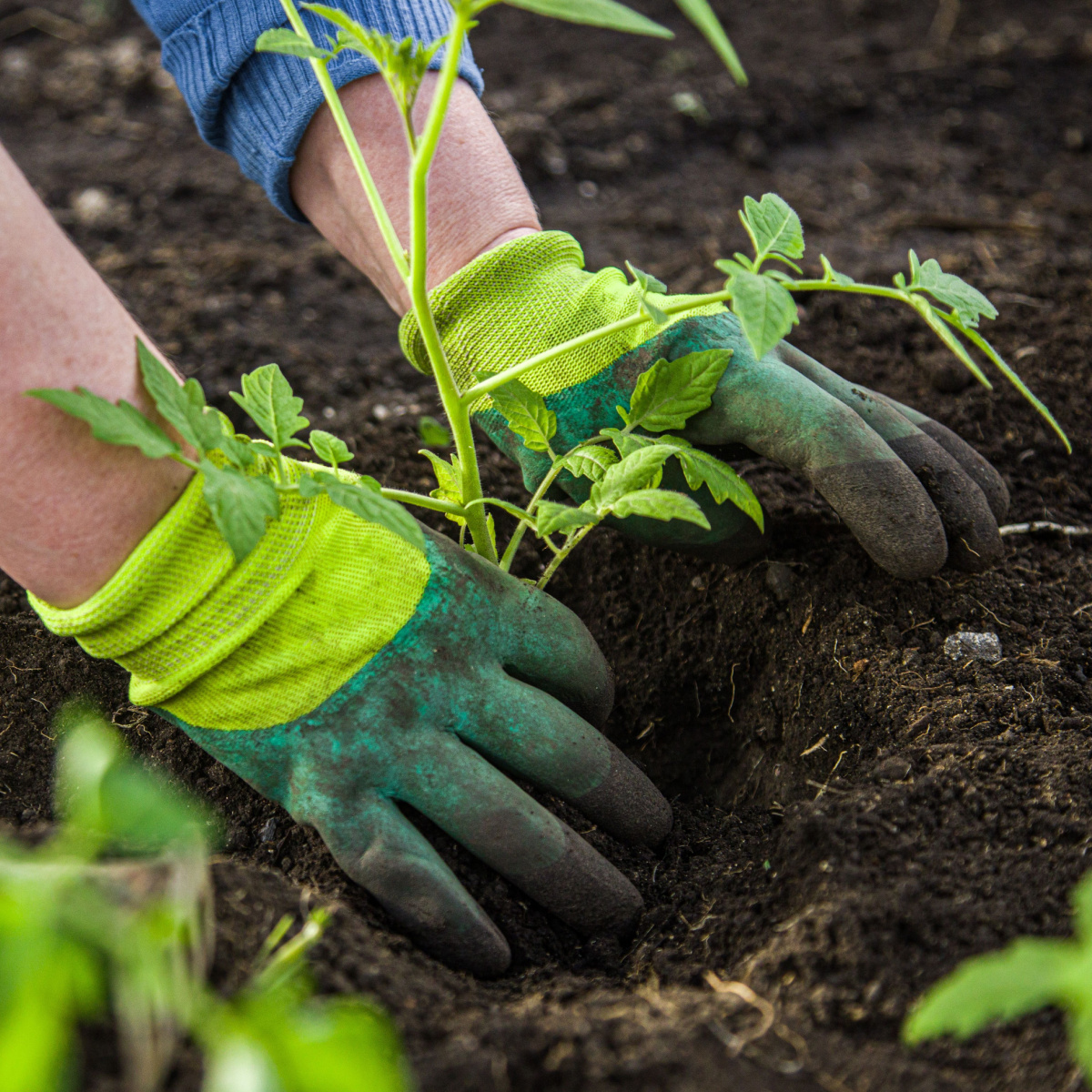 tomato planting mistakes