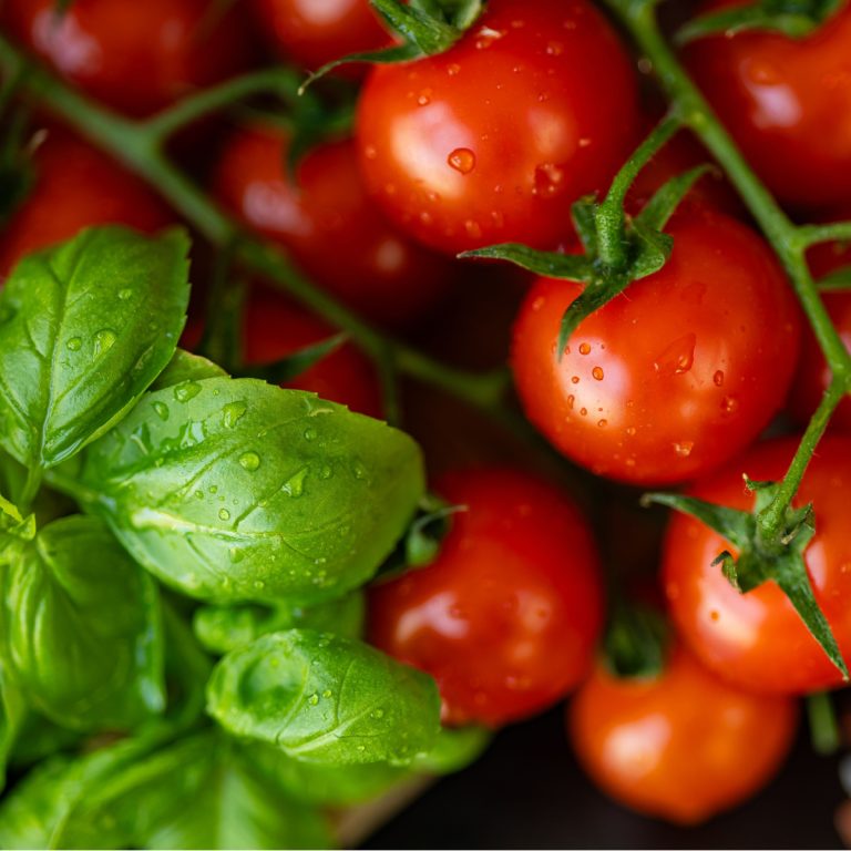 tomato plants with basil