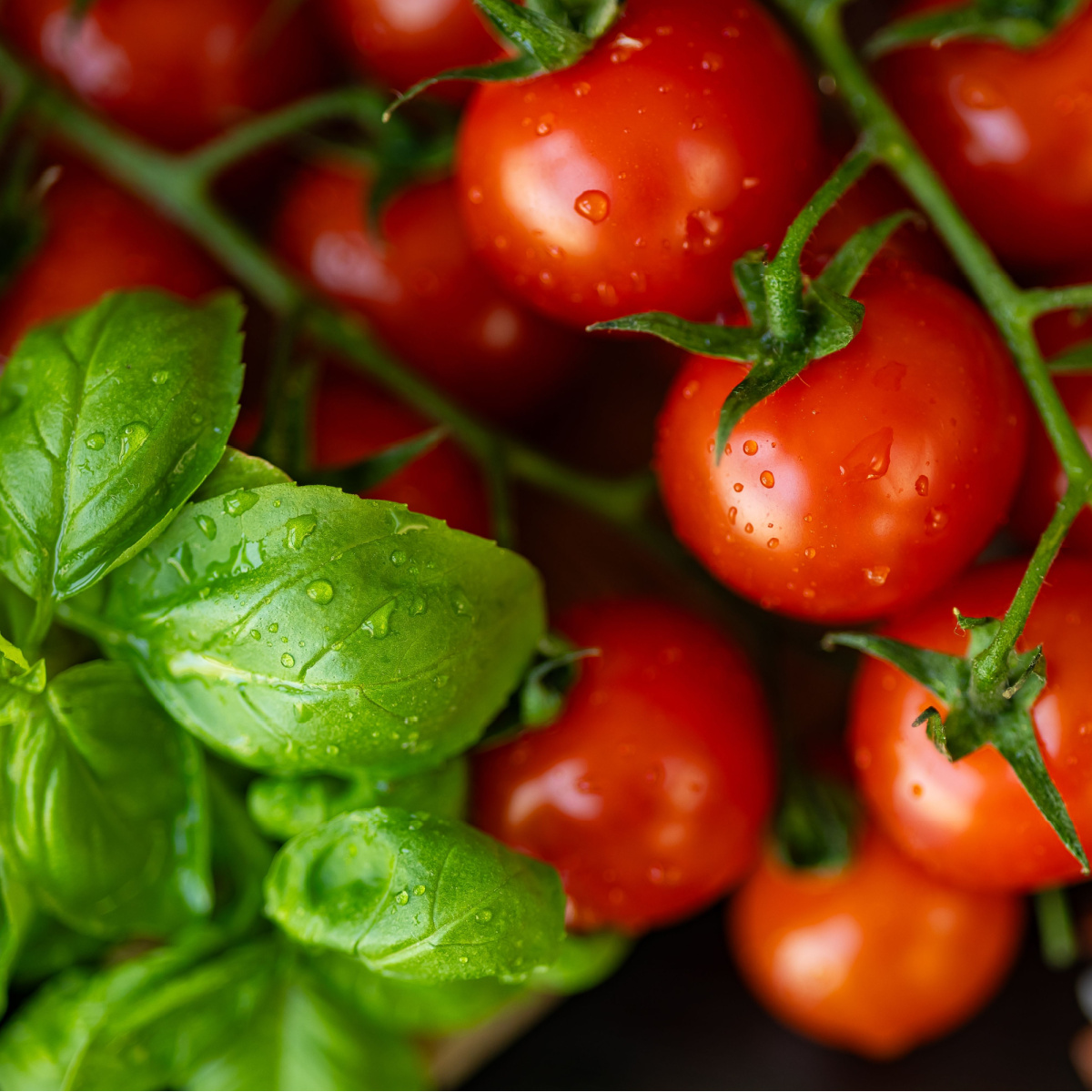 tomato plants with basil