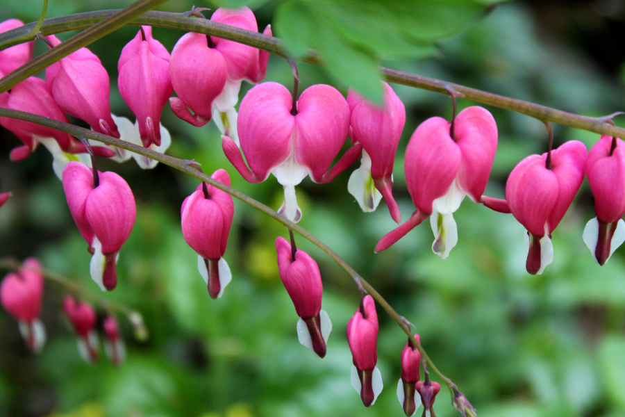 The Eye Catching Beauty Of Bleeding Heart - And How To Grow It!