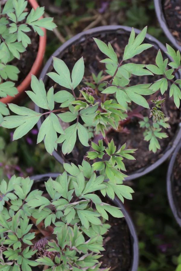 Bleeding heart transplants in nursery pots