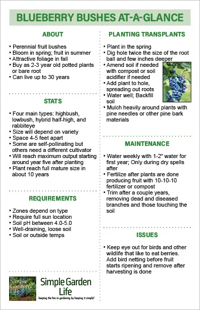 At-a-glance blueberry bush guide