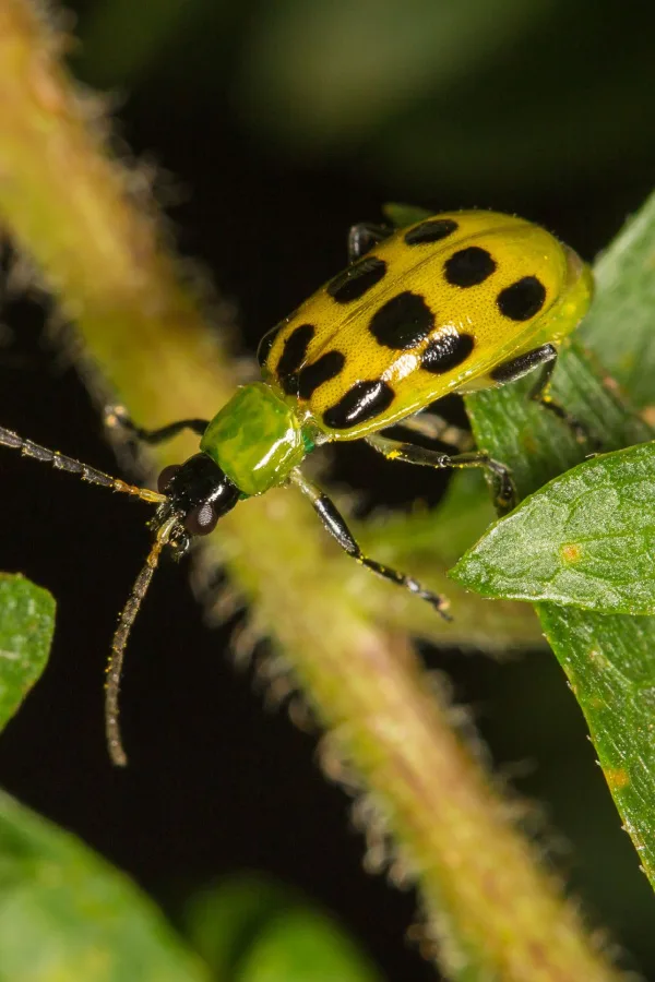  How To Keep Cucumber Plants Safe From Pests & Disease