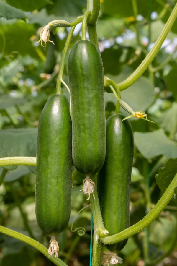 Protecting vegetables with supports.