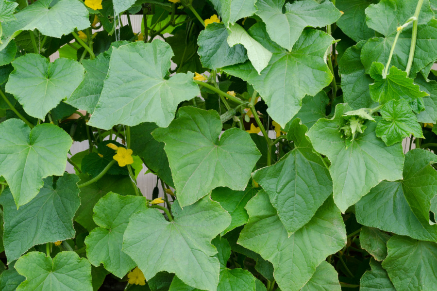 How To Keep Cucumber Plants Safe From Pests & Disease