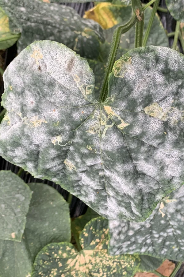 Powdery mildew covering green leaves on a plant - How To Keep Cucumber Plants Safe From Pests & Disease