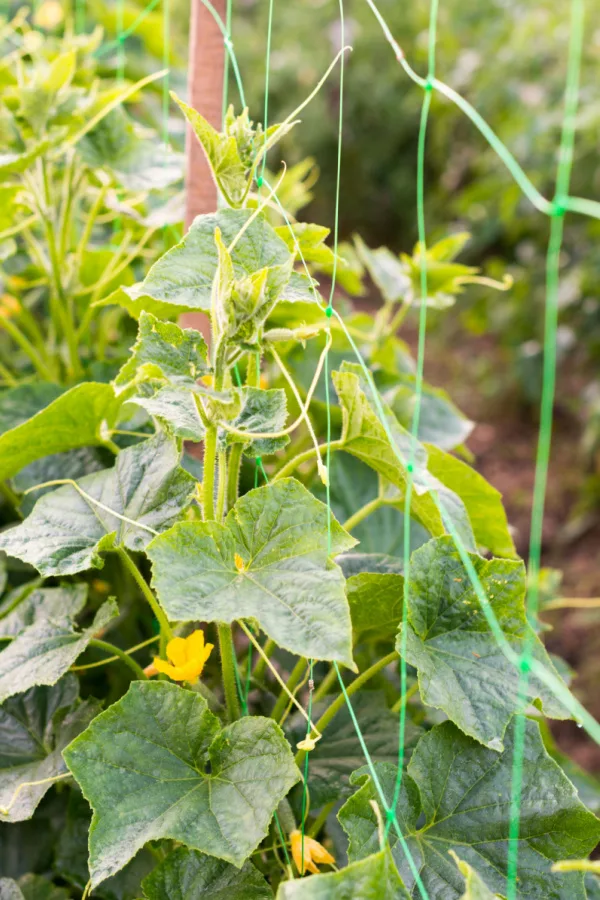 How To Keep Cucumber Plants Safe From Pests & Disease