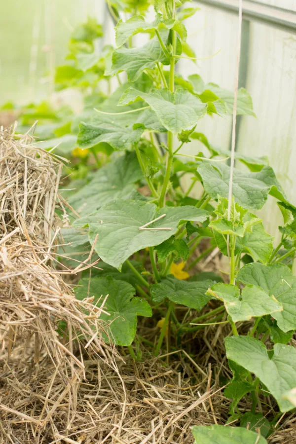 A bunch of straw being put around cucumber plants