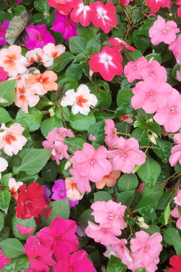 Pink, red, and light pink blooms of impatiens. 