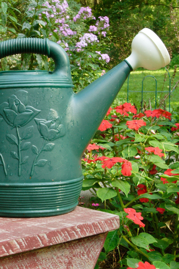 A green watering can sitting in front of red impatiens.
