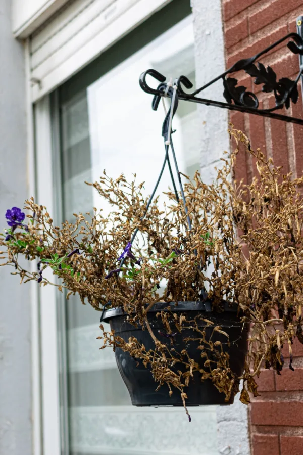 Annual flowers in a hanging basket dried from lack of water and fertilizers. 