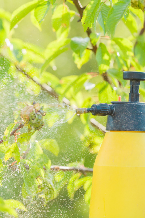 A yellow hand help sprayer spraying trees and plants with neem oil - organic pest control