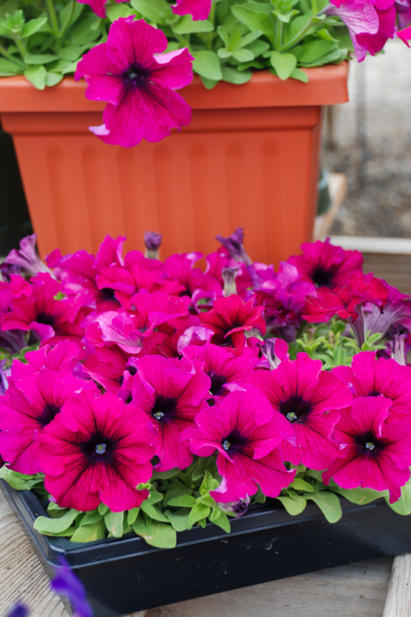 Bright pink petunias in transplant containers - how to keep petunias flowering