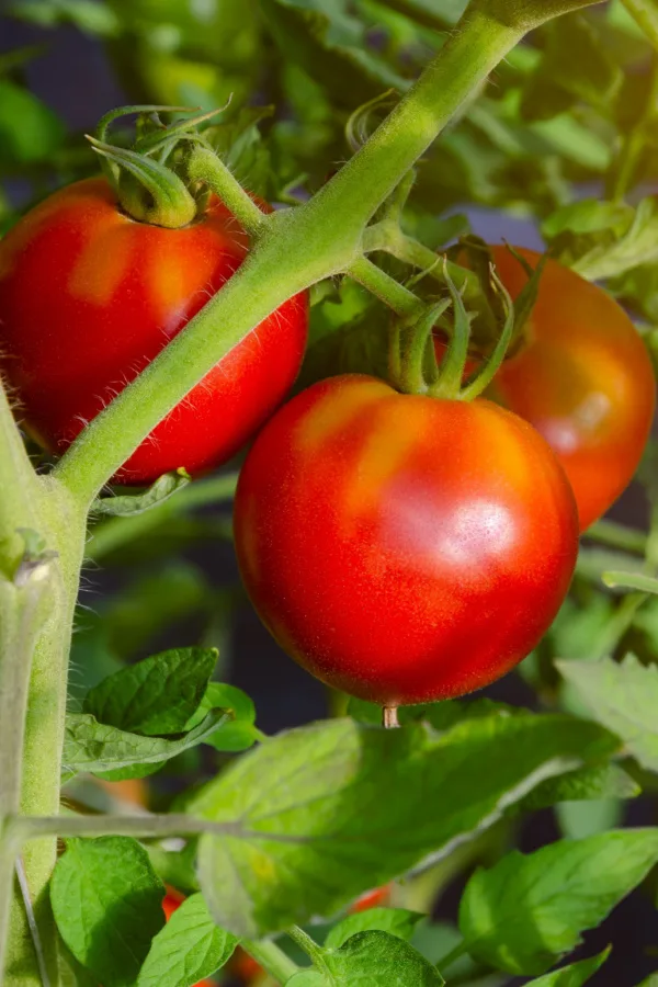 growing vegetables in the garden