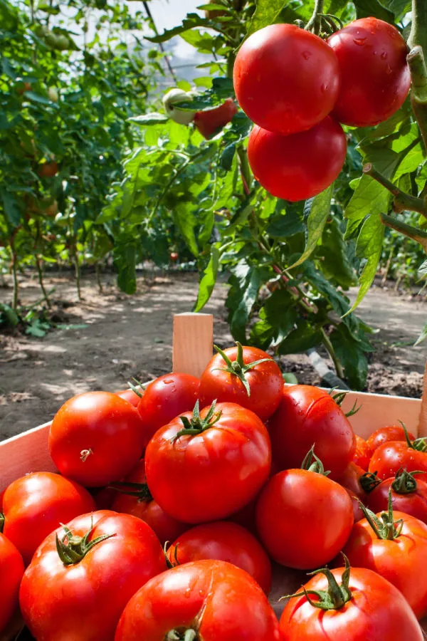 arkansas tomato