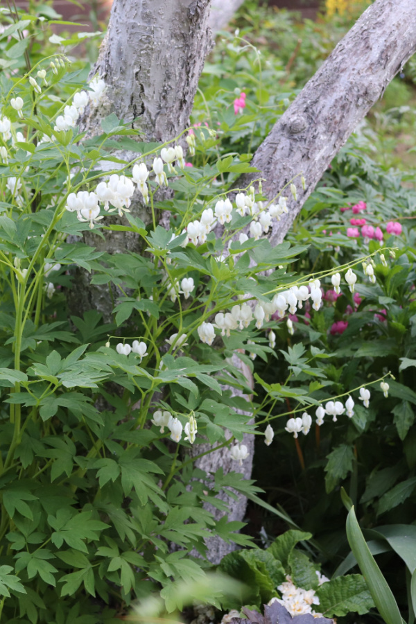 A large, white bleeding heart plant with pink ones in the background.