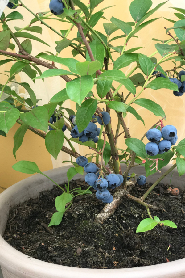 A blueberry bush growing in a container