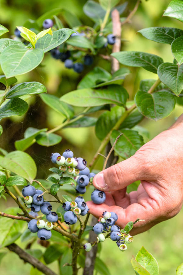 A man's hand picking ripe blueberries off of a plant