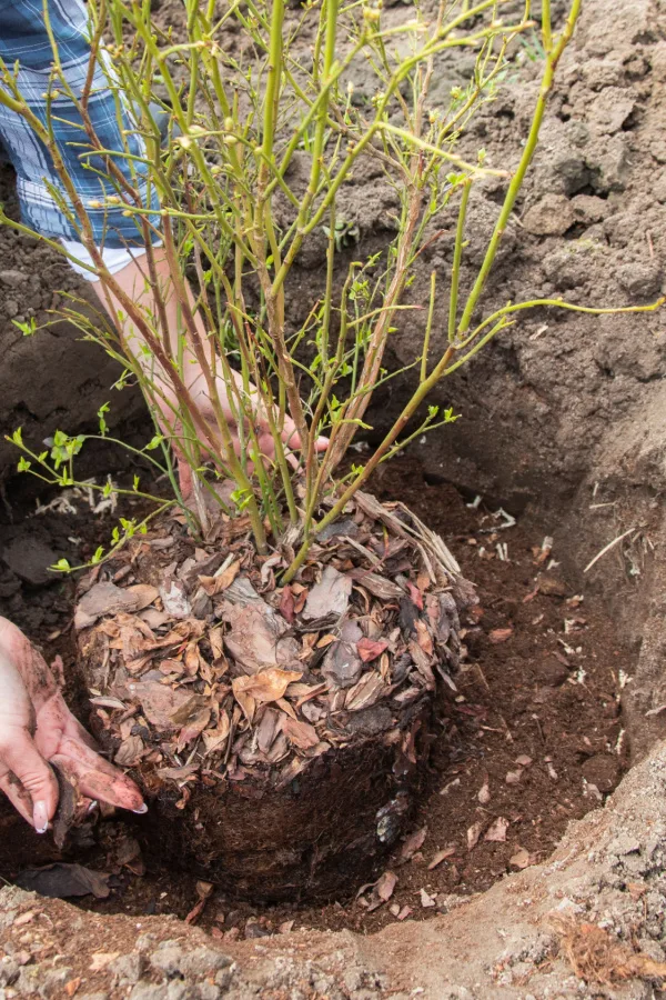 Female hands planting a new blueberry plant.