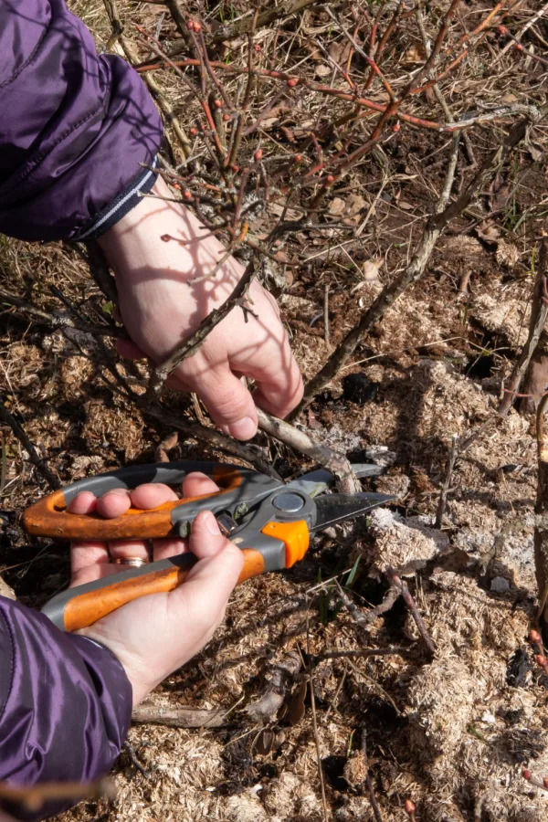 Two hands pruning blueberry plants without any foliage. 