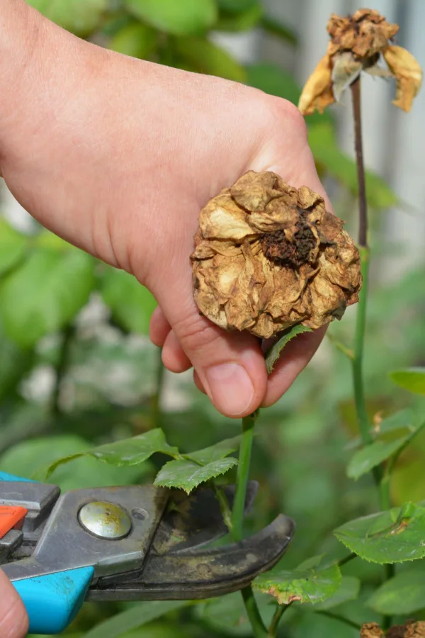 A hand deadheading a spent rose bloom - how to keep roses blooming