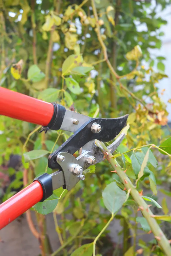 pruning roses - how to keep climbing roses blooming