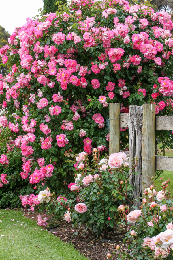A bunch of pink climbing roses blooming