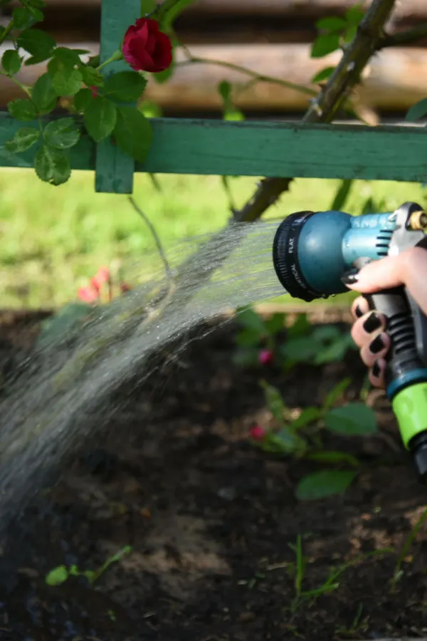 A hand watering roses with a sprayer nozzle.