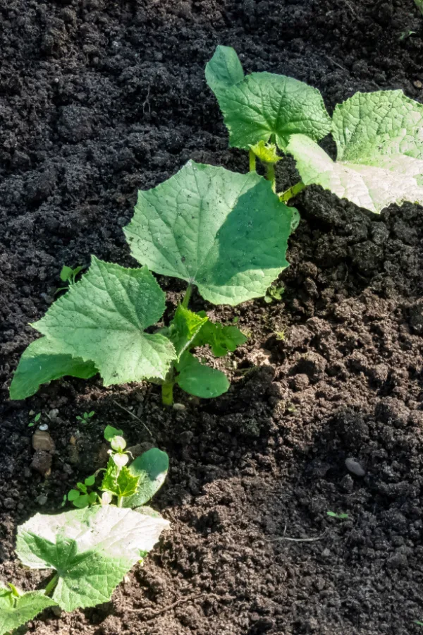 Proper soil is important to the health of your cucumber plants. 