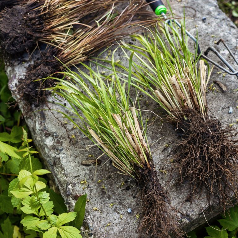 divide perennials spring