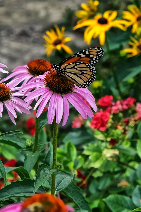 dividing perennials in the spring