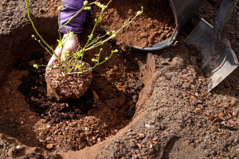 how to plant and grow blueberry bushes