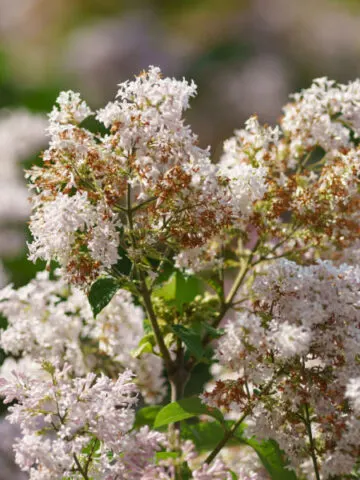 caring for lilacs when they stop flowering