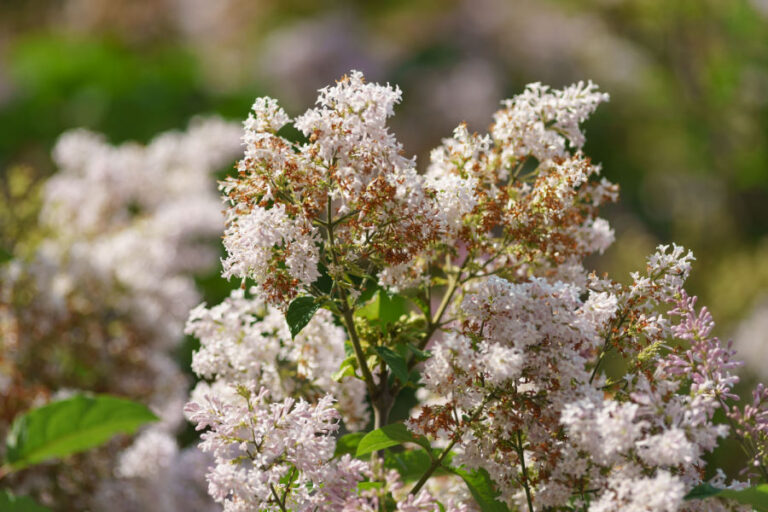 How To Care For Lilacs After They Flower ReEnergizing Lilacs!