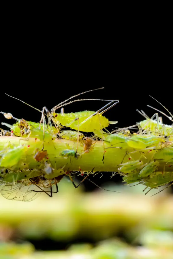 Tons of tiny aphids on a plant stem.