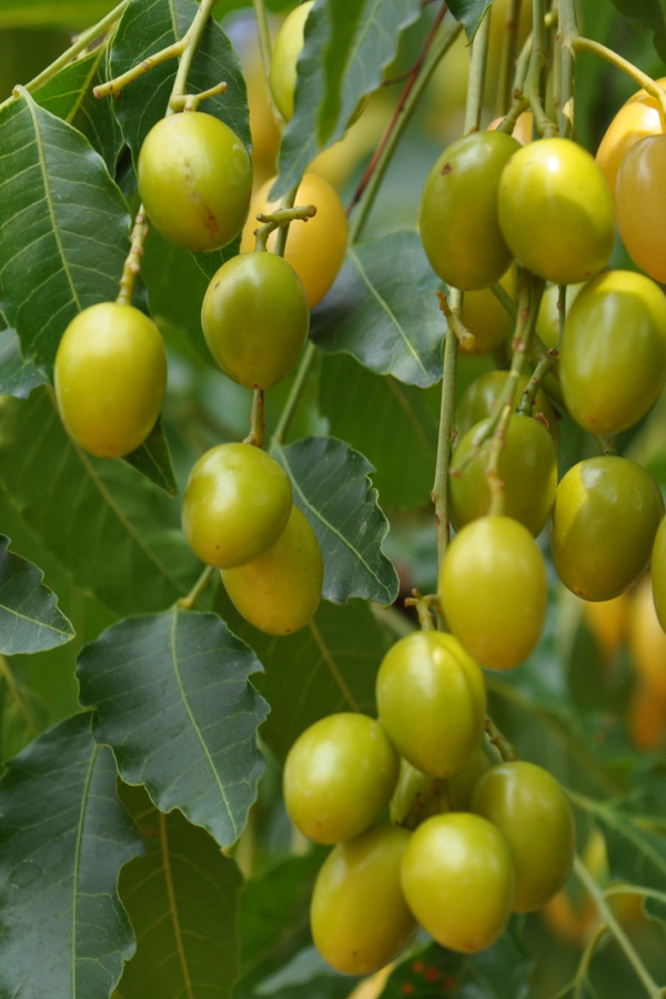 A neem tree - how to use neem oil on plants