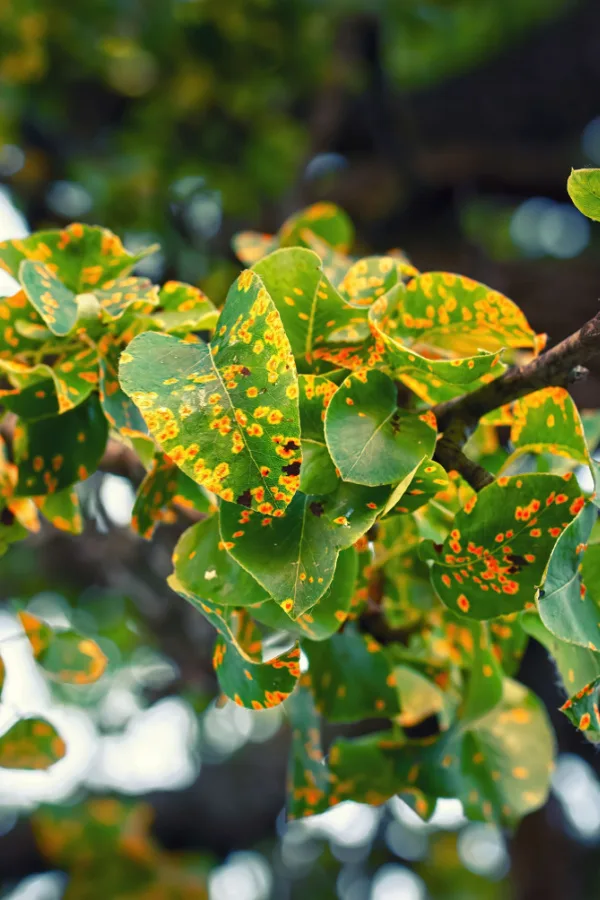 rust on tree leaves - organic pest and disease control