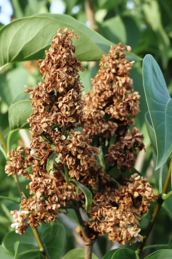 old lilac blooms