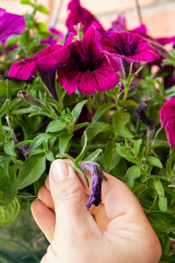 A hand pinching off a spend petunia bloom and seed head. 