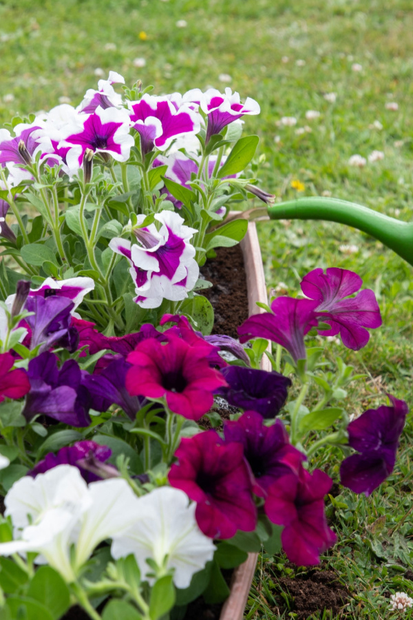 A watering can dispersing compost tea onto the base of petunia plants. 