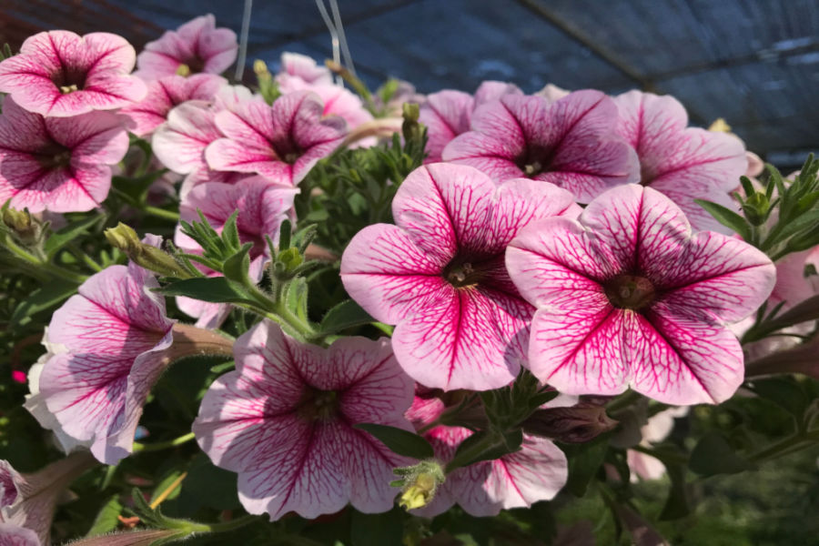 How To Keep Petunias Flowering 3 Secrets To More Blooms!