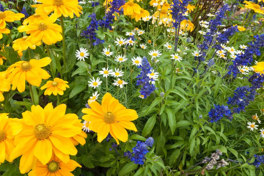 dividing perennials in the spring