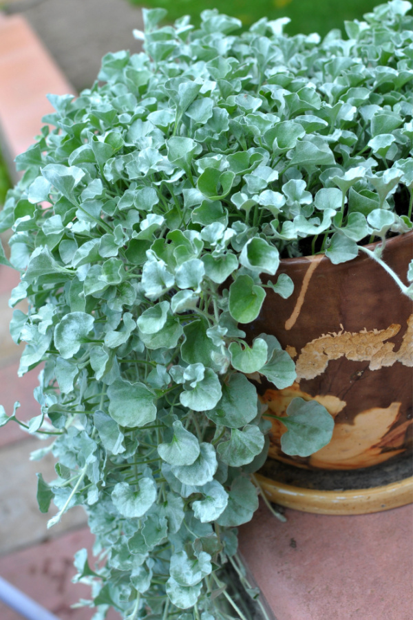 Dichondra cascading over a brown potted container in the shade. 